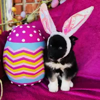 Serenity , a female Siberian Husky for sale in Ardmore, OK – Photo 2 of 10