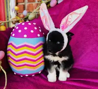 Serenity , a female Siberian Husky for sale in Ardmore, OK – Photo 2 of 10