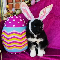 Serenity , a female Siberian Husky for sale in Ardmore, OK – Photo 6 of 10