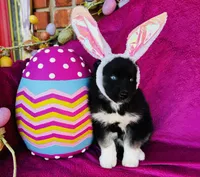 Serenity , a female Siberian Husky for sale in Ardmore, OK – Photo 6 of 10