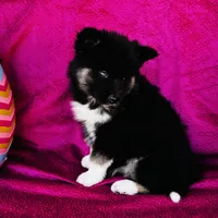 Serenity , a female Siberian Husky for sale in Ardmore, OK – Photo 1 of 10