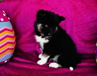 Serenity , a female Siberian Husky for sale in Ardmore, OK – Photo 1 of 10