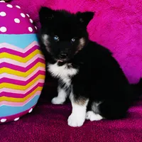 Serenity , a female Siberian Husky for sale in Ardmore, OK – Photo 3 of 10