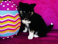 Serenity , a female Siberian Husky for sale in Ardmore, OK – Photo 3 of 10