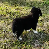 Serenity , a female Siberian Husky for sale in Ardmore, OK – Photo 10 of 10