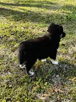 Serenity , a female Siberian Husky for sale in Ardmore, OK – Photo 10 of 10