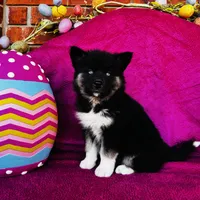 Serenity , a female Siberian Husky for sale in Ardmore, OK – Photo 8 of 10