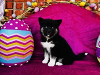 Serenity , a female Siberian Husky for sale in Ardmore, OK – Photo 8 of 10