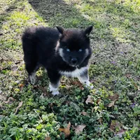 Serenity , a female Siberian Husky for sale in Ardmore, OK – Photo 9 of 10