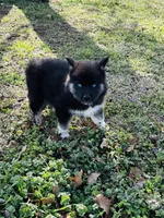 Serenity , a female Siberian Husky for sale in Ardmore, OK – Photo 9 of 10
