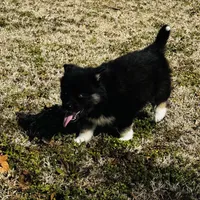 Serenity , a female Siberian Husky for sale in Ardmore, OK – Photo 4 of 10