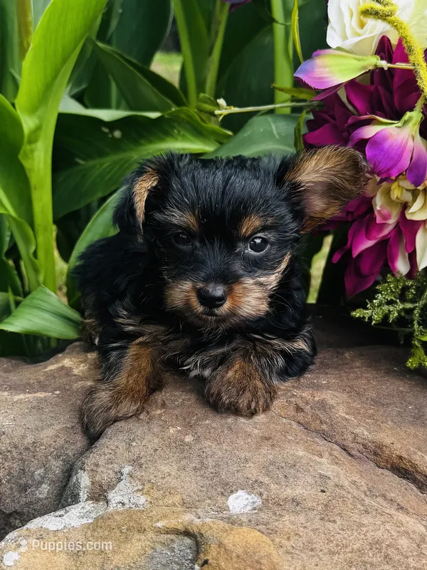 Cami – Yorkshire Terrier puppy for sale in Ardmore, OK