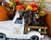 Tarzan, a male Miniature Dachshund for sale in Ardmore, OK – 6 of 10