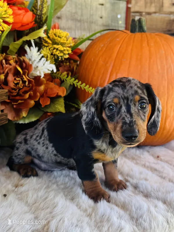 Tarzan – Miniature Dachshund puppy for sale in Ardmore, OK