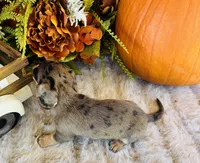Stella, a female Miniature Dachshund for sale in Ardmore, OK – 8 of 10