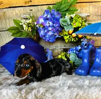 Rooster, a male Miniature Dachshund for sale in Ardmore, OK – 6 of 10