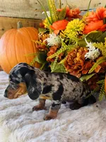 Tarzan, a male Miniature Dachshund for sale in Ardmore, OK – 9 of 10