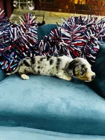 Nova , a male Miniature Dachshund for sale in Ardmore, OK – 9 of 10