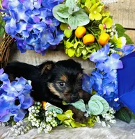 Froggy, a male Yorkshire Terrier for sale in Ardmore, OK – 3 of 10