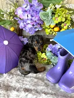 Rooster, a male Miniature Dachshund for sale in Ardmore, OK – 10 of 10