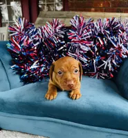 Maxx, a male Miniature Dachshund for sale in Ardmore, OK – 7 of 10