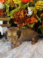 Ellie (Longhair), a female Miniature Dachshund for sale in Ardmore, OK – 6 of 10