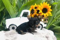 Roxie, a female Yorkshire Terrier for sale in Ardmore, OK – 9 of 10