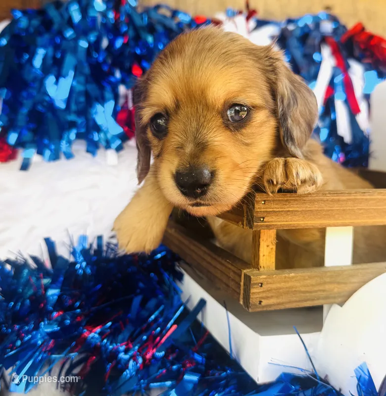 Whiskey (Longhair) – Miniature Dachshund puppy for sale in Ardmore, OK