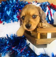 Whiskey (Longhair), a male Miniature Dachshund for sale in Ardmore, OK – 1 of 10