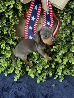 Jackie , a female Miniature Dachshund for sale in Ardmore, OK – 10 of 10