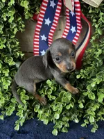 Jackie , a female Miniature Dachshund for sale in Ardmore, OK – 8 of 10