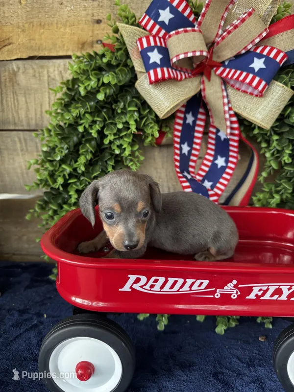 Jackie , a female Miniature Dachshund for sale in Ardmore, OK – 1 of 10