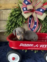 Jackie , a female Miniature Dachshund for sale in Ardmore, OK – 1 of 10
