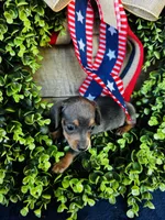 Jackie , a female Miniature Dachshund for sale in Ardmore, OK – 6 of 10