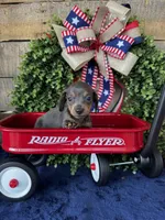 Jackie , a female Miniature Dachshund for sale in Ardmore, OK – 2 of 10