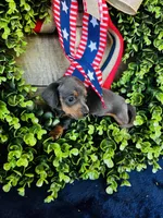 Jackie , a female Miniature Dachshund for sale in Ardmore, OK – 9 of 10