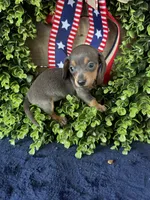 Jackie , a female Miniature Dachshund for sale in Ardmore, OK – 7 of 10