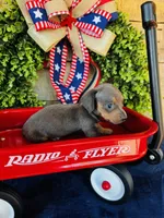 Jackie , a female Miniature Dachshund for sale in Ardmore, OK – 5 of 10