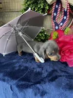 Jackie , a female Miniature Dachshund for sale in Ardmore, OK – 4 of 10