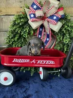 Jackie , a female Miniature Dachshund for sale in Ardmore, OK – 3 of 10