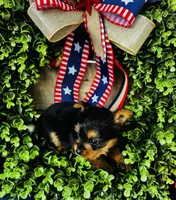 Gigi , a female Yorkshire Terrier for sale in Ardmore, OK – 8 of 10