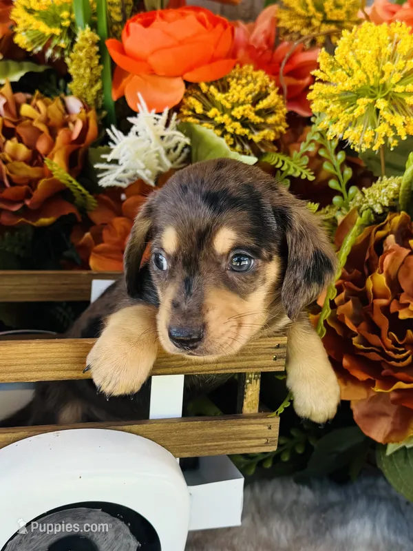 Jax (Longhair) – Miniature Dachshund puppy for sale in Ardmore, OK