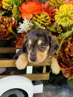 Jax (Longhair), a male Miniature Dachshund for sale in Ardmore, OK – 1 of 10
