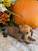 Tucker, a male Miniature Dachshund for sale in Ardmore, OK – 2 of 10