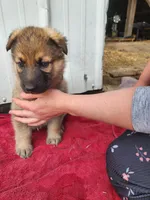 Chloe, a female German Shepherd Dog for sale in Weedsport, NY – Photo 4 of 5