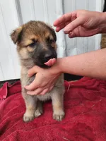 Chloe, a female German Shepherd Dog for sale in Weedsport, NY – Photo 1 of 5