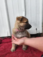 Chloe, a female German Shepherd Dog for sale in Weedsport, NY – Photo 2 of 5