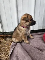 Chloe, a female German Shepherd Dog for sale in Weedsport, NY – Photo 5 of 5