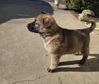 Chuck, a male German Shepherd Dog for sale in Weedsport, NY – Photo 2 of 6