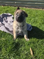 Chuck, a male German Shepherd Dog for sale in Weedsport, NY – Photo 6 of 6